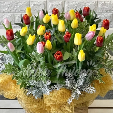 Combo 5 Củ Hoa Tulip Hà Lan - Củ to đẹp, bông to lâu tàn, chịu nhiệt tốt, dễ ươm trồng, giá 16.800 VND