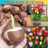 Combo 5 Củ Hoa Tulip Hà Lan - Củ to đẹp, bông to lâu tàn, chịu nhiệt tốt, dễ ươm trồng, giá 16.800 VND 3