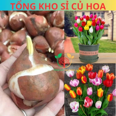 Combo 5 Củ Hoa Tulip Hà Lan - Củ to đẹp, bông to lâu tàn, chịu nhiệt tốt, dễ ươm trồng, giá 16.800 VND