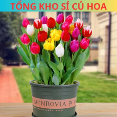 Combo 5 Củ Hoa Tulip Hà Lan - Củ to đẹp, bông to lâu tàn, chịu nhiệt tốt, dễ ươm trồng, giá 16.800 VND