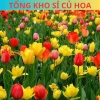 Combo 5 Củ Hoa Tulip Hà Lan - Củ to đẹp, bông to lâu tàn, chịu nhiệt tốt, dễ ươm trồng, giá 16.800 VND 5