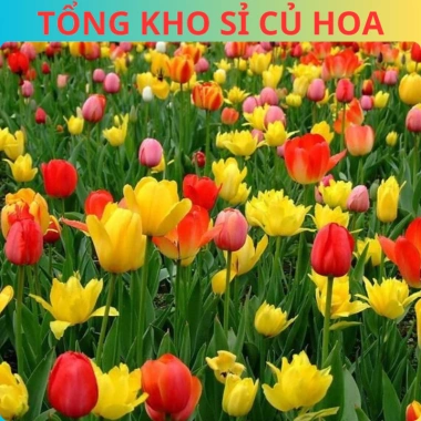 Combo 5 Củ Hoa Tulip Hà Lan - Củ to đẹp, bông to lâu tàn, chịu nhiệt tốt, dễ ươm trồng, giá 16.800 VND 5 Combo 5 Củ Hoa Tulip Hà Lan - Củ to đẹp, bông to lâu tàn, chịu nhiệt tốt, dễ ươm trồng, giá 16.800 VND 5