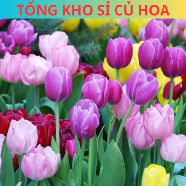 Combo 5 Củ Hoa Tulip Hà Lan - Củ to đẹp, bông to lâu tàn, chịu nhiệt tốt, dễ ươm trồng, giá 16.800 VND 7 Combo 5 Củ Hoa Tulip Hà Lan - Củ to đẹp, bông to lâu tàn, chịu nhiệt tốt, dễ ươm trồng, giá 16.800 VND 7