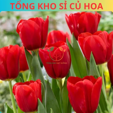 Combo 5 Củ Hoa Tulip Hà Lan - Củ to đẹp, bông to lâu tàn, chịu nhiệt tốt, dễ ươm trồng, giá 16.800 VND 8 Combo 5 Củ Hoa Tulip Hà Lan - Củ to đẹp, bông to lâu tàn, chịu nhiệt tốt, dễ ươm trồng, giá 16.800 VND 8