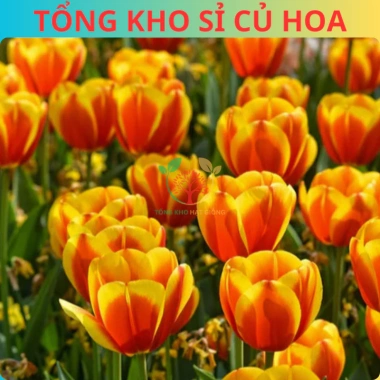 Combo 5 Củ Hoa Tulip Hà Lan - Củ to đẹp, bông to lâu tàn, chịu nhiệt tốt, dễ ươm trồng, giá 16.800 VND 9 Combo 5 Củ Hoa Tulip Hà Lan - Củ to đẹp, bông to lâu tàn, chịu nhiệt tốt, dễ ươm trồng, giá 16.800 VND 9