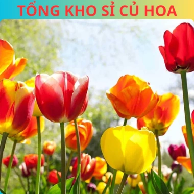 Combo 5 Củ Hoa Tulip Hà Lan - Củ to đẹp, bông to lâu tàn, chịu nhiệt tốt, dễ ươm trồng, giá 16.800 VND 10 Combo 5 Củ Hoa Tulip Hà Lan - Củ to đẹp, bông to lâu tàn, chịu nhiệt tốt, dễ ươm trồng, giá 16.800 VND 10