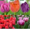 Combo 5 củ Tulip KÉP chuẩn Hà Lan Tặng thuốc nấm, giá ưu đãi 102.000₫