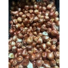 Combo 5 củ Tulip KÉP chuẩn Hà Lan Tặng thuốc nấm, giá ưu đãi 102.000₫ 2