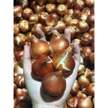 Combo 5 củ Tulip KÉP chuẩn Hà Lan Tặng thuốc nấm, giá ưu đãi 102.000₫ 4