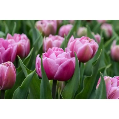 Combo 5 củ Tulip KÉP chuẩn Hà Lan Tặng thuốc nấm, giá ưu đãi 102.000₫ 6