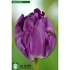 Combo 5 củ Tulip KÉP chuẩn Hà Lan Tặng thuốc nấm, giá ưu đãi 102.000₫ 7