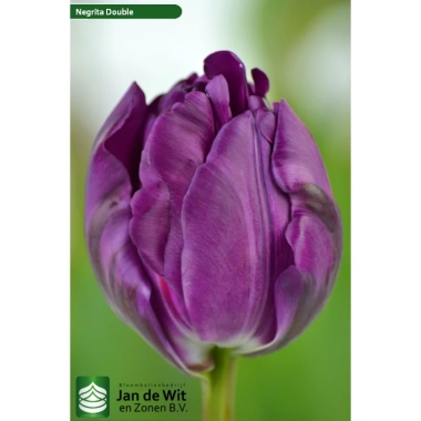 Combo 5 củ Tulip KÉP chuẩn Hà Lan Tặng thuốc nấm, giá ưu đãi 102.000₫ 7