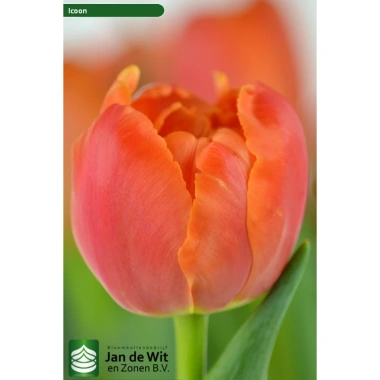 Combo 5 củ Tulip KÉP chuẩn Hà Lan Tặng thuốc nấm, giá ưu đãi 102.000₫ 8