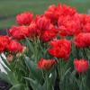 Combo 5 củ Tulip KÉP chuẩn Hà Lan Tặng thuốc nấm, giá ưu đãi 102.000₫ 9