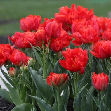 Combo 5 củ Tulip KÉP chuẩn Hà Lan Tặng thuốc nấm, giá ưu đãi 102.000₫ 9