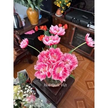 Combo 5 củ Tulip KÉP chuẩn Hà Lan Tặng thuốc nấm, giá ưu đãi 102.000₫ 10
