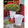 Combo 5 mua tặng 1 chậu hoa kiêng chuyên dùng cho cúc mâm xôi - Giá 64.998 VND