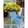 Combo 5 mua tặng 1 chậu hoa kiêng chuyên dùng cho cúc mâm xôi - Giá 64.998 VND 4