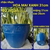 Combo 5 mua tặng 1 chậu hoa kiêng chuyên dùng cho cúc mâm xôi - Giá 64.998 VND 6