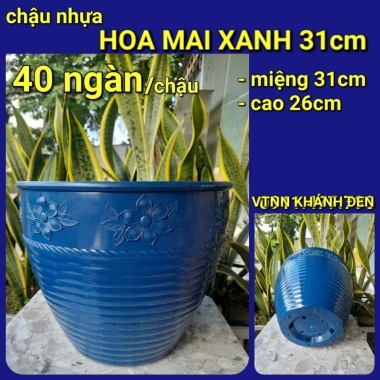 Combo 5 mua tặng 1 chậu hoa kiêng chuyên dùng cho cúc mâm xôi - Giá 64.998 VND 6