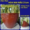 Combo 5 mua tặng 1 chậu hoa kiêng chuyên dùng cho cúc mâm xôi - Giá 64.998 VND 7