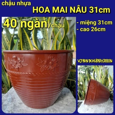 Combo 5 mua tặng 1 chậu hoa kiêng chuyên dùng cho cúc mâm xôi - Giá 64.998 VND 7