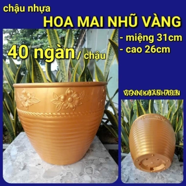 Combo 5 mua tặng 1 chậu hoa kiêng chuyên dùng cho cúc mâm xôi - Giá 64.998 VND 8