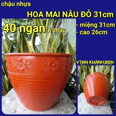 Combo 5 mua tặng 1 chậu hoa kiêng chuyên dùng cho cúc mâm xôi - Giá 64.998 VND 9