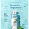 Combo 8 gói dầu gội CHANDO 7.5ml - Kiểm soát dầu, giảm gàu, phồng chân tóc, 35.000₫ 2
