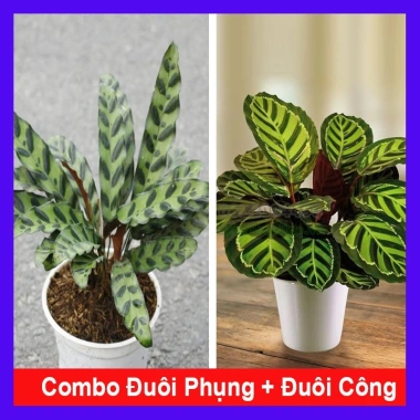 Combo Cây Đuôi Phụng & Đuôi Công - Giá ưu đãi 89.800₫, cây cảnh phong thủy