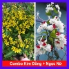 Combo Cây Kim Đồng Vàng + Ngọc Nữ - 69.000đ (giảm từ 82.800đ) - Phong thủy, dễ chăm sóc