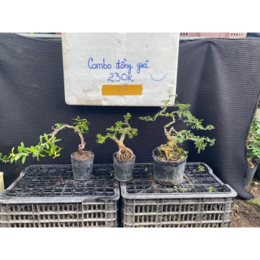 Combo cây mini thay đổi mẫu liên tục - Chọn mẫu hoặc ngẫu nhiên, chỉ 238k 8