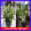 Combo cây phong thủy Tiết Kiệm Giữ Tiền + Ngọc Ngân, Tặng Phân Bón, 86.000 VNĐ