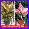 Combo Cây Phú Quý + Hồng Phát Lộc - Giảm 23% - Mang Lộc May Mắn, Chỉ 75.000đ