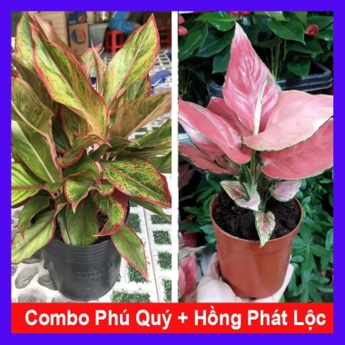Combo Cây Phú Quý + Hồng Phát Lộc - Giảm 23% - Mang Lộc May Mắn, Chỉ 75.000đ