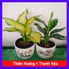 Combo Cây Thiên Hoàng + Cây Thanh Hậu - Giá 45.000đ, cây cảnh xanh mát cho nhà