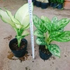 Combo Cây Thiên Hoàng + Cây Thanh Hậu - Giá 45.000đ, cây cảnh xanh mát cho nhà 4