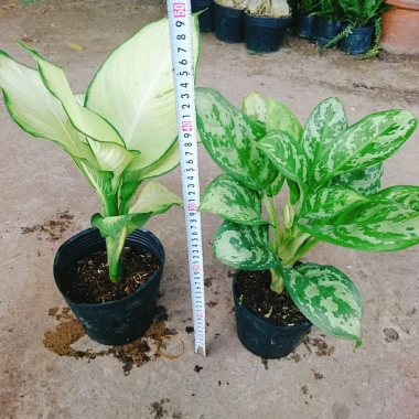 Combo Cây Thiên Hoàng + Cây Thanh Hậu - Giá 45.000đ, cây cảnh xanh mát cho nhà 4 Combo Cây Thiên Hoàng + Cây Thanh Hậu - Giá 45.000đ, cây cảnh xanh mát cho nhà 4