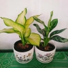 Combo Cây Thiên Hoàng + Cây Thanh Hậu - Giá 45.000đ, cây cảnh xanh mát cho nhà 5