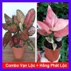 Combo Cây Vạn Lộc + Cây Hồng Phát Lộc - Giá ưu đãi 89k - Mang Lộc May Mắn