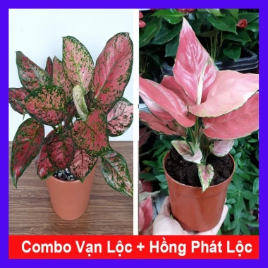 Combo Cây Vạn Lộc + Cây Hồng Phát Lộc - Giá ưu đãi 89k - Mang Lộc May Mắn