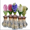 Combo Củ Hoa Tiên Ông Kích Mầm - Bao Chuẩn Giá Ưu Đãi 14.250 VNĐ