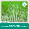 Combo Dưỡng Lúa Đẻ Nhánh Chắc Hạt BS17-BS36 - Giảm 20% Tại Bác Sĩ Cây Xanh 7