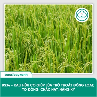Combo Dưỡng Lúa Đẻ Nhánh Chắc Hạt BS17-BS36 - Giảm 20% Tại Bác Sĩ Cây Xanh 8 Combo Dưỡng Lúa Đẻ Nhánh Chắc Hạt BS17-BS36 - Giảm 20% Tại Bác Sĩ Cây Xanh 8