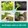 Combo Kích Rễ BS21 + Humic BS30 & Đạm Cá - Xử Lý Đất Trồng Rau Màu Cây Xanh 183k 5