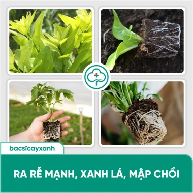 Combo Kích Rễ BS21 + Humic BS30 & Đạm Cá - Xử Lý Đất Trồng Rau Màu Cây Xanh 183k 5 Combo Kích Rễ BS21 + Humic BS30 & Đạm Cá - Xử Lý Đất Trồng Rau Màu Cây Xanh 183k 5