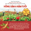 Combo Nước hồng sâm HiDino ARAM FARM cho bé 1 tuổi, hồng sâm 6 năm tuổi đề kháng, chỉ 92.000₫ 3