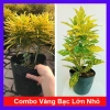 Combo phong thủy 2 cây Vàng Bạc lớn nhỏ, lá lớn và lá nhỏ, tặng phân bón, giá chỉ 59.800₫