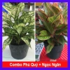 Combo phong thủy tiết kiệm Phú Quý + Ngọc Ngân - Tài lộc, May mắn, Giá 62.000đ