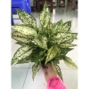Combo phong thủy tiết kiệm Phú Quý + Ngọc Ngân - Tài lộc, May mắn, Giá 62.000đ 3